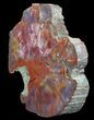 Petrified Wood Round - Arizona #41971-2